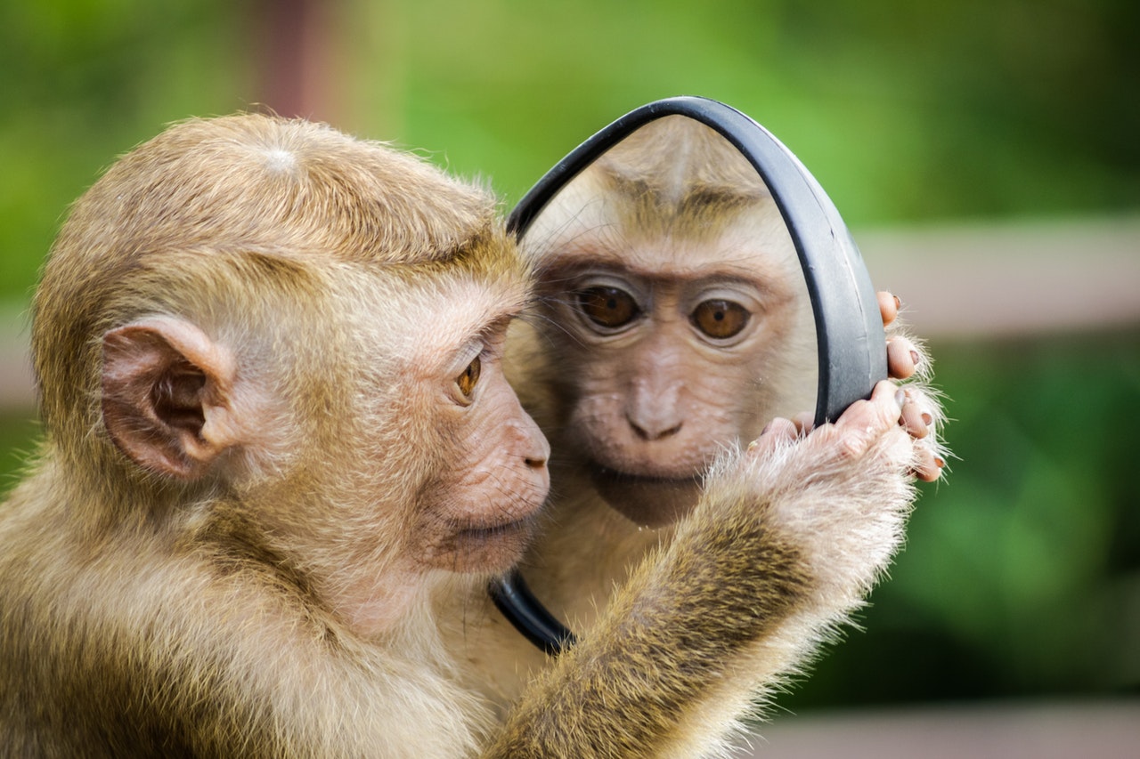 monkey mind - foto van aapje